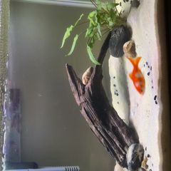 fish tank