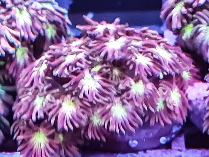 Tequilla sunrise gonipora