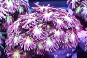 Tequilla sunrise gonipora