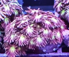 Tequilla sunrise gonipora