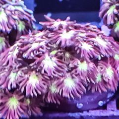 Tequilla sunrise gonipora