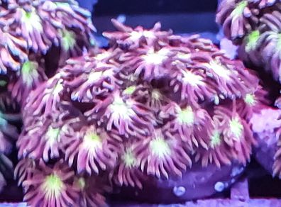 Tequilla sunrise gonipora