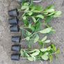 Laurel Hedging Image 4