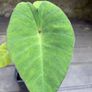 colocasia esculenta pink china Image 2