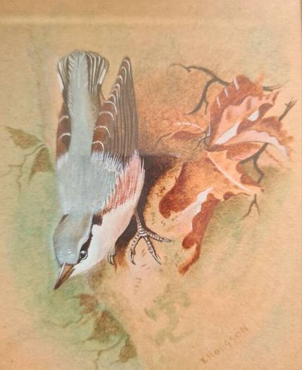 Beautiful Wildlife Watercolour
