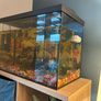 Fish tank / Aquarium with 5 fishes Image 3