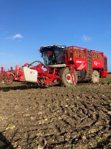 Fodder Beet