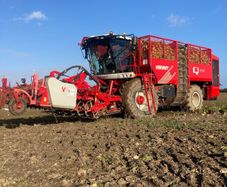 Fodder Beet