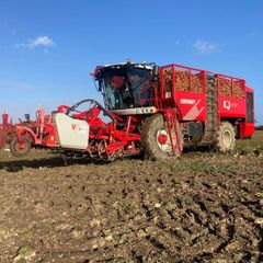 Fodder Beet