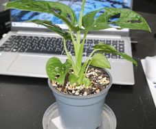 Monstera