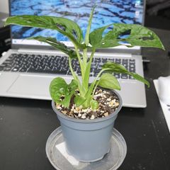 Monstera