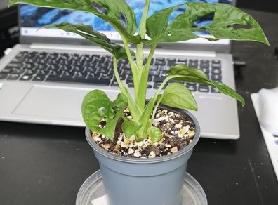 Monstera