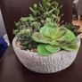 Artificial Plant/Mini Garden of Succulents of Different Varieties & Sizes Image 5