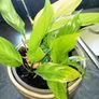 Medium plant with pot Image 2