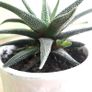 Haworthia succulents Image 5