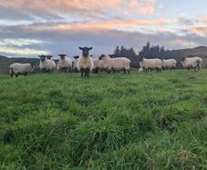 Quality breeding Ewes