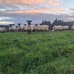 Quality breeding Ewes