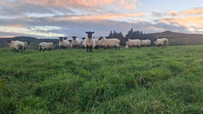 Quality breeding Ewes