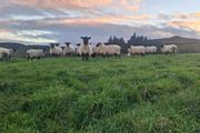 Quality breeding Ewes