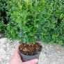 Box Hedging Image 4