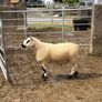 Smashing pb nr Kerry hill ram Image 2