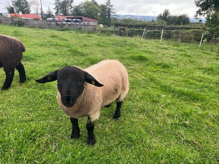 Pedigree Suffolk rams for sale