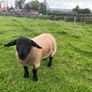 Pedigree Suffolk rams for sale Image 5