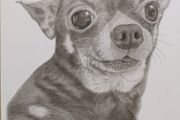 Pet portraits