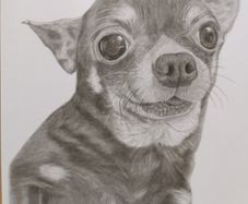 Pet portraits