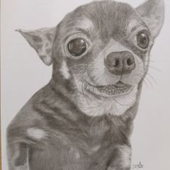 Pet portraits