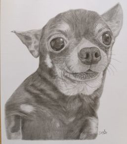 Pet portraits