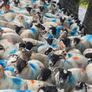 Cull ewes Image 2