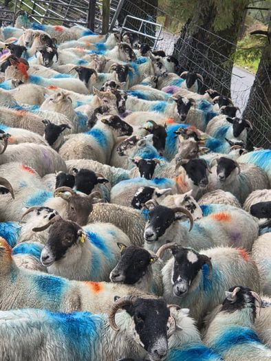 Cull ewes