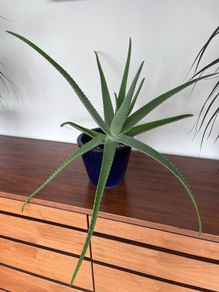 Last Chance - Aloe Vera Plant inclusive Pot