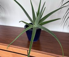 Last Chance - Aloe Vera Plant inclusive Pot