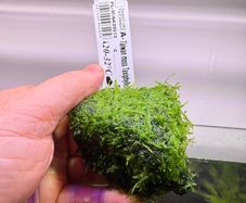 Aquarium Moss' on Lava Stone