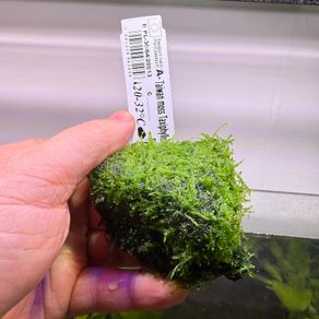 Aquarium Moss' on Lava Stone