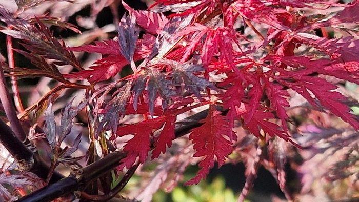 Potted japanese acer