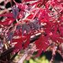 Potted japanese acer Image 2