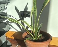 house plant