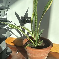 house plant