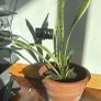 house plants Image 4