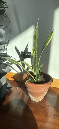 house plants