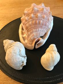 Three Vintage Sea Shells
