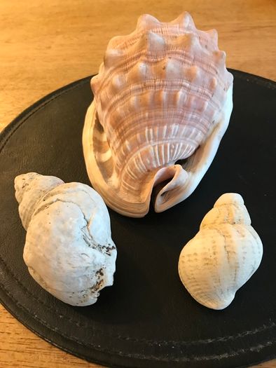 Three Vintage Sea Shells