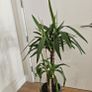 Large Multi-Stem Yucca Elephantipes Spineless Yucca Image 2
