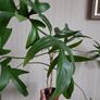 Philodendron glad hands Image 2