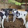 Fr Calves Image 6