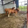 Bull Image 6