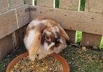 rabbit
